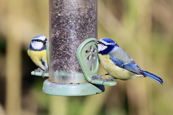 Bird Feeder Mounting Service in Little Rock