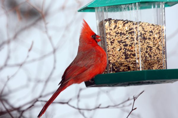 Bird Feeder Hanging in Little Rock