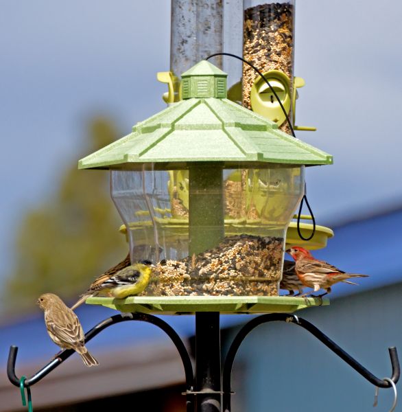 Bird Feeder Installation in Little Rock